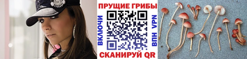 Псилоцибиновые грибы Psilocybe  OMG сайт  Злынка 